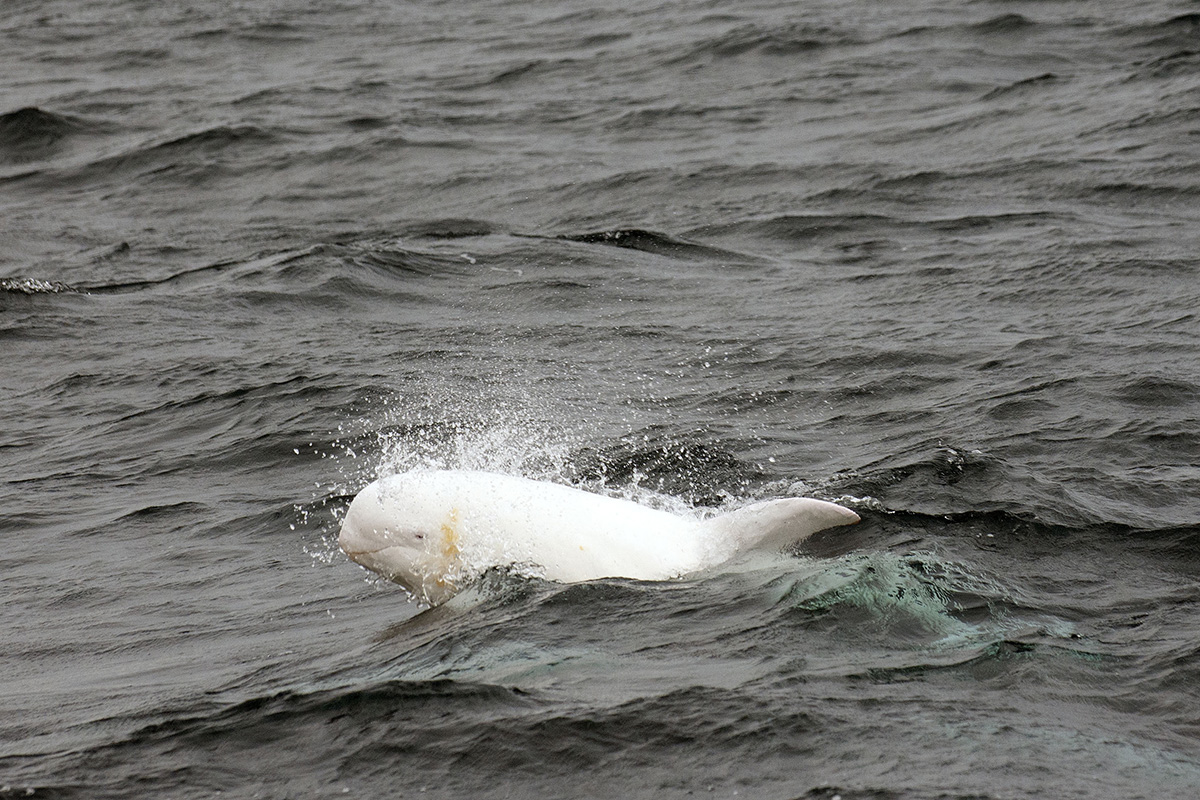 Casper Albínó delfin
