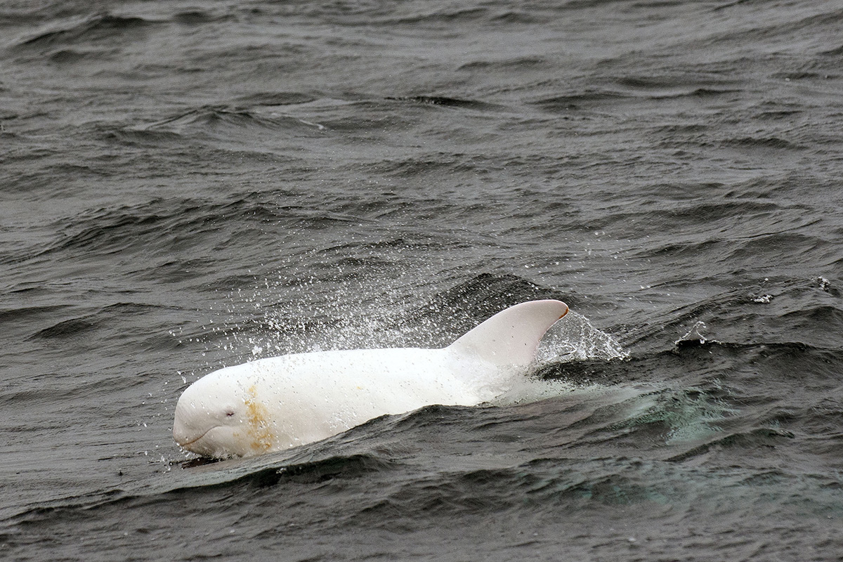 Albínó delfin
