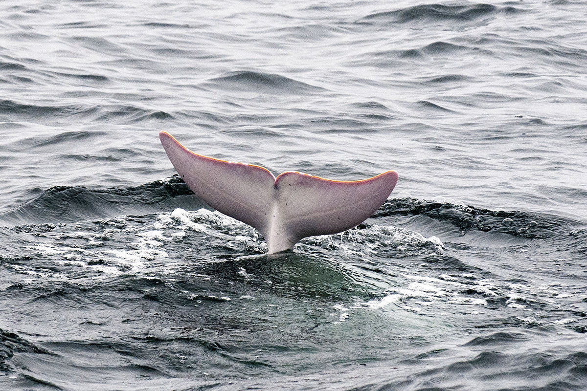 Albínó Risso delfin
