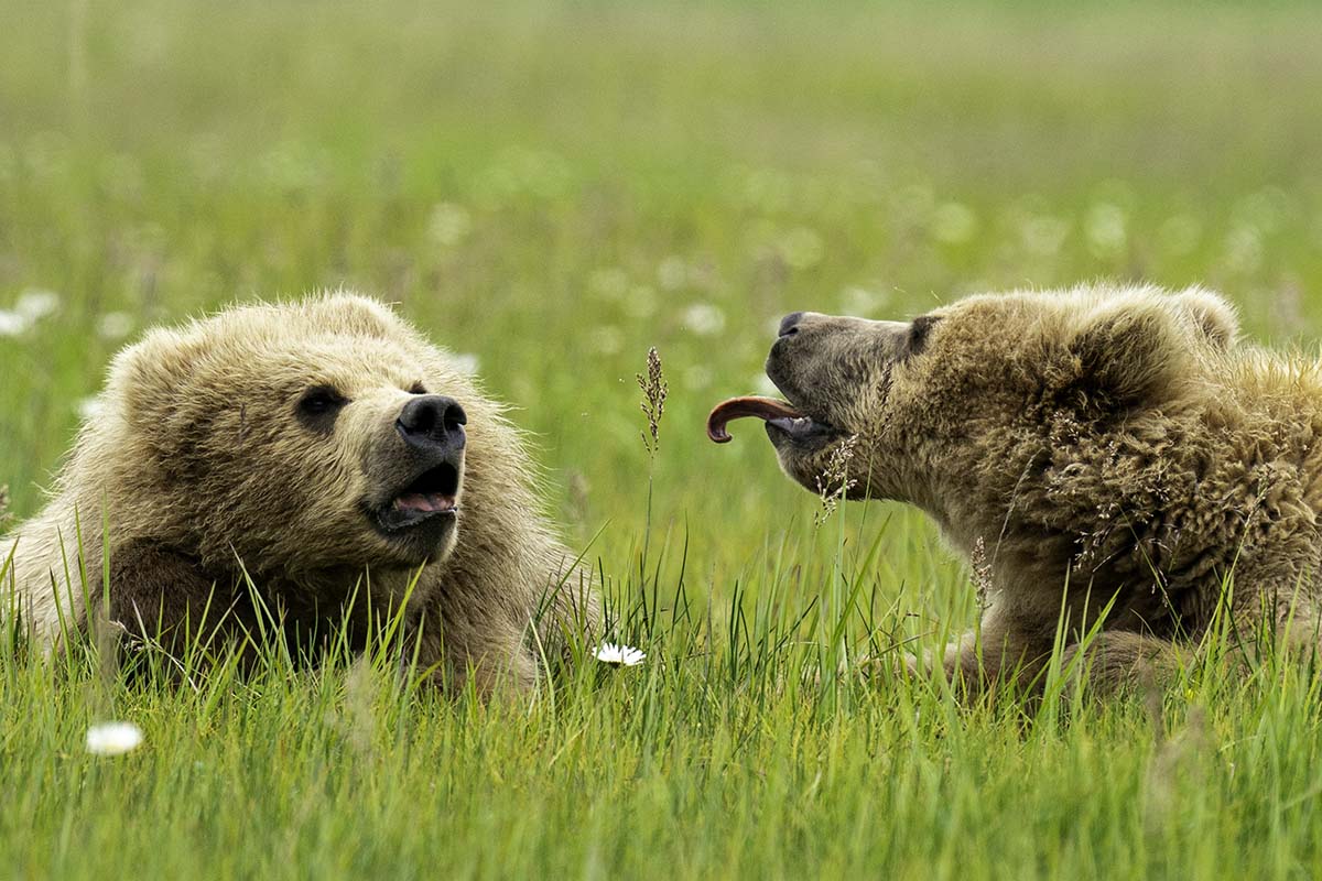 Medve nyelvet nyújt
