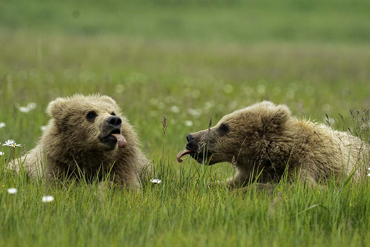 Medvék nyelvet nyújtogatnak
