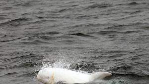Casper az Albínó delfin