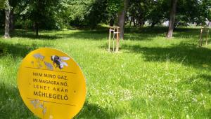 Egyévesek a budapesti méhlegelők: megsokszorozódott az élővilág, és egy hódcsalád is megjelent