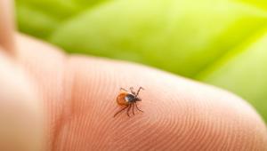 Most tombol a legerősebben a kullancsszezon: a hirtelen meleg kiugróan sok vérszívót hozhat idén