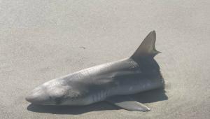Félbevágott cápát sodort partra a víz, azt találgatják az emberek, mi vagy ki tehette ezt vele