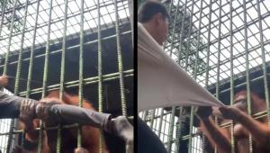 Videó: majdnem eltörte az orangután a férfi lábát, aki túl közel merészkedett a ketrecéhez