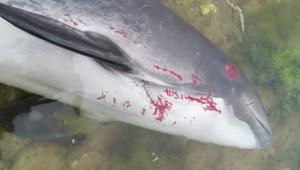 Több mint háromezer delfin pusztulhatott el az orosz-ukrán háború miatt - reggeli háborús összefoglaló