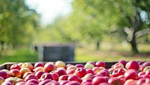 Rossz hír jött a gyümölcsösökből: harmadával kevesebb alma termett