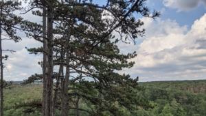 Megnéztük, hogy vágják a fákat egy védett erdőben a Balatonnál