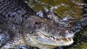 Saját magát ejtette teherbe egy krokodil