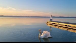 Eresztenek a Balaton vizéből