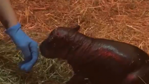 Riválisa akadt a sztárrá vált törpe vízilónak, Moo Dengnek