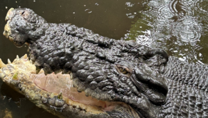 Ősi, mint egy dinoszaurusz: kutatók próbálják meg kitalálni, hány éves volt a világ legnagyobb krokodilja