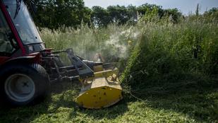A virágpor miatt rosszabb lehet a koronavírus-járvány