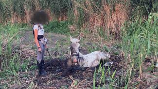 Hátukon a gyerekekkel szügyig merültek a lovak az iszapba Szeged-Szentmihályon