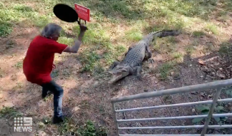 Ausztráliában egy serpenyő is elég, hogy valaki elkergessen a kertjéből egy krokodilt