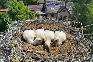 Fotók: cuki gólyafiókák nevelkednek a Kőszeg környéki gólyafészkekben