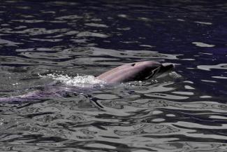 Delfinek ezrei pusztulhattak el a Fekete-tengerben az orosz-ukrán háború miatt
