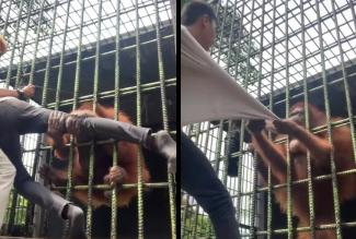Videó: majdnem eltörte az orangután a férfi lábát, aki túl közel merészkedett a ketrecéhez