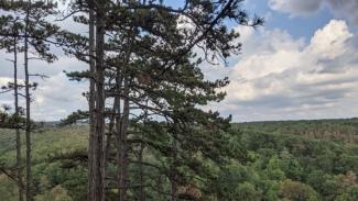 Megnéztük, hogy vágják a fákat egy védett erdőben a Balatonnál