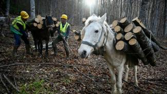 Megfagyni vagy megfulladni? - Folyamatosan nő a légszennyezettség, ahogy egyre több fát és szenet használunk a fűtéshez