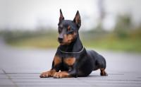 Befeküdt a kutya ágyába a macska, a dobermann reakcióján könnyezve nevet a világ - Videó