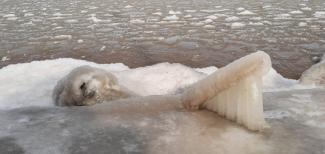 Jégszobrok híznak a Balaton partján