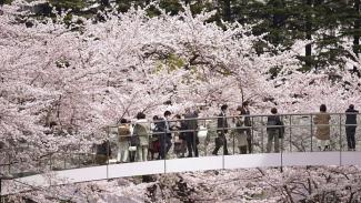 Cseresznyevirágzás Tokióban, tojásfestés Teheránban - válogatás heti videóinkból