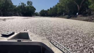 Nem látni a folyót a több millió döglött haltól egy ausztrál városban