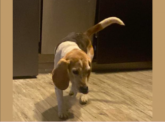 Máris visszakerült gazdájához Rudi, az elkódorgott öreg beagle, akiről reggel posztoltunk