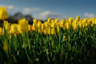 Kincsek Völgye: csodálatos tulipánünnep várja a Balaton melletti Bálványoson