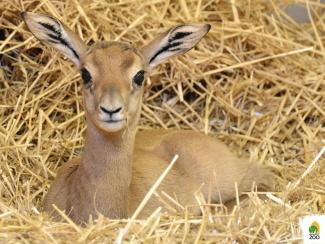 Természetes élőhelyén már kihalt, de a Fővárosi Állatkertben született egy mhorr gazella