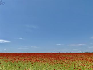 Napos, friss idő jön a hosszú hétvégére