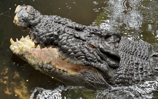 Ősi, mint egy dinoszaurusz: kutatók próbálják meg kitalálni, hány éves volt a világ legnagyobb krokodilja