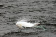 Casper az Albínó delfin