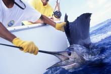 A leggyorsabb hal a világon black marlin